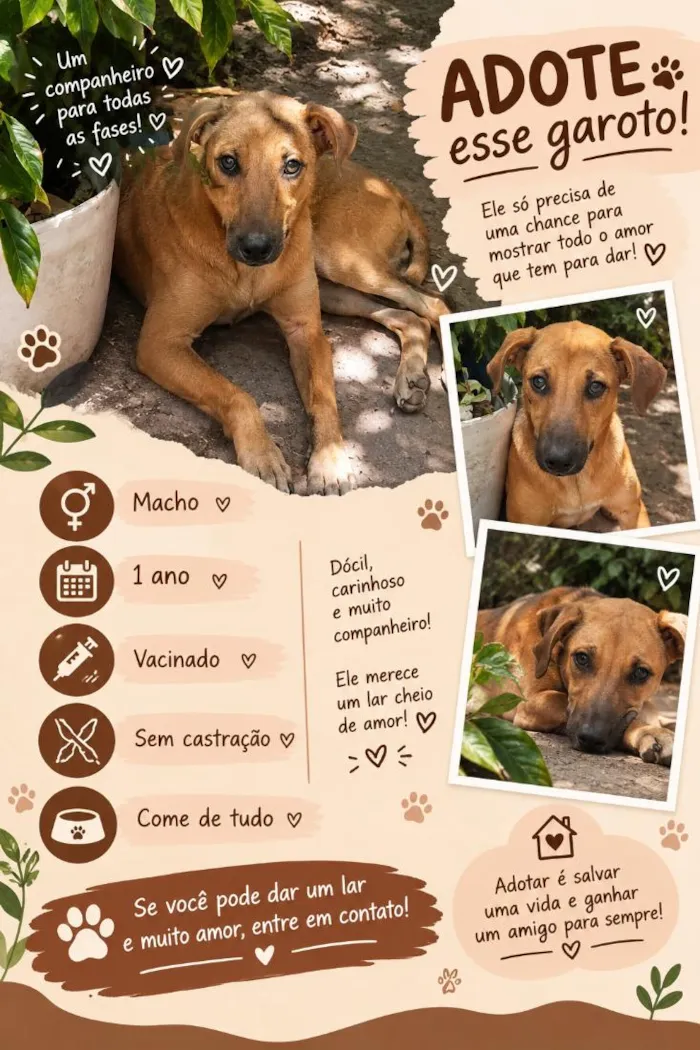 Cachorro raça SRD-ViraLata idade 1 ano nome Nescau