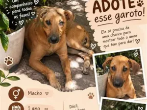 Cachorro raça SRD-ViraLata idade 1 ano nome Nescau