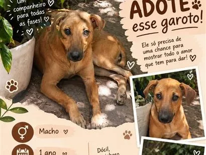 Cachorro raça SRD-ViraLata idade 1 ano nome Nescau