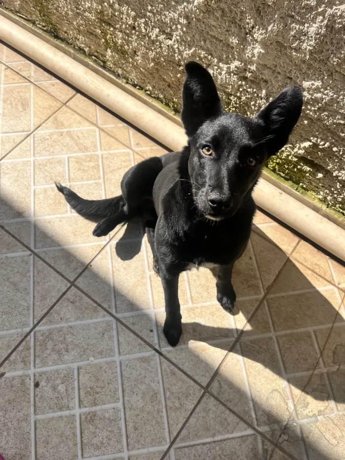 Cachorro raça SRD-ViraLata idade 2 a 6 meses nome Pantera