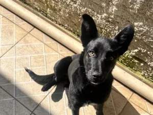 Cachorro raça SRD-ViraLata idade 2 a 6 meses nome Pantera