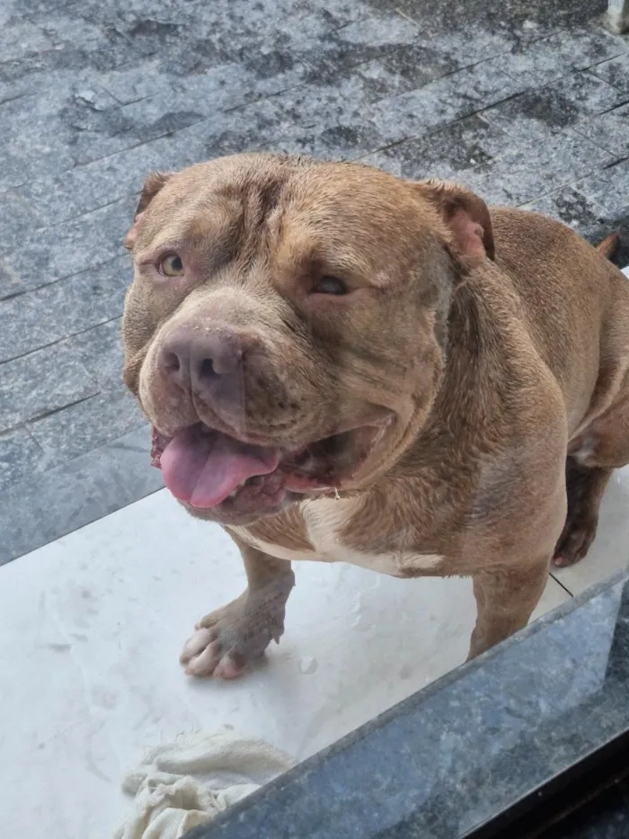 Cachorro raça Pit-Bull idade 4 anos nome Zeus