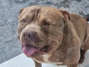 Cachorro raça Pit-Bull idade 4 anos nome Zeus