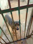 Estrelinha