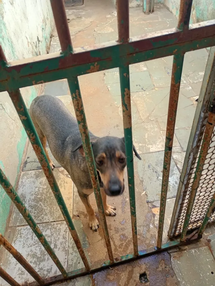 Cachorro raça SRD-ViraLata idade 4 anos nome Estrelinha