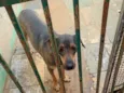 Estrelinha