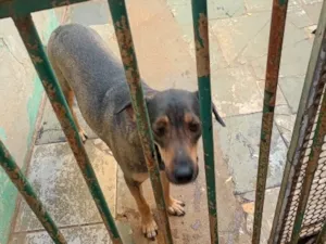 Cachorro raça SRD-ViraLata idade 4 anos nome Estrelinha