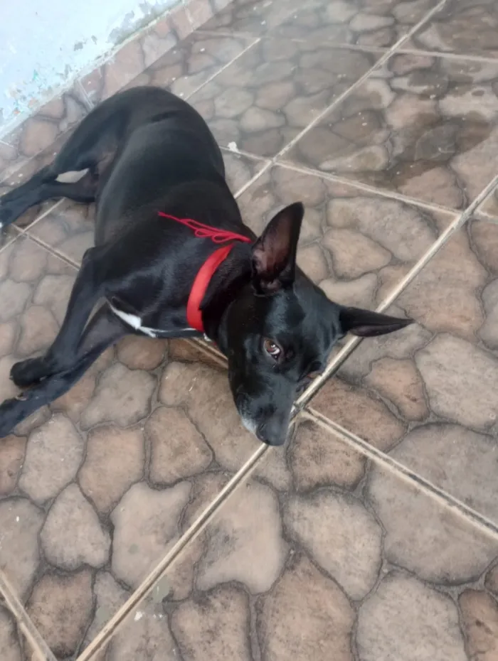 Cachorro raça SRD-ViraLata idade 5 anos nome Pretinha