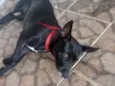Pretinha