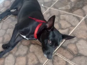 Cachorro raça SRD-ViraLata idade 5 anos nome Pretinha