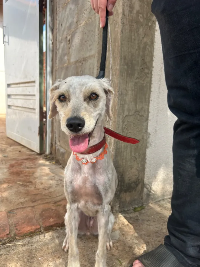 Cachorro raça SRD-ViraLata idade 4 anos nome Luna