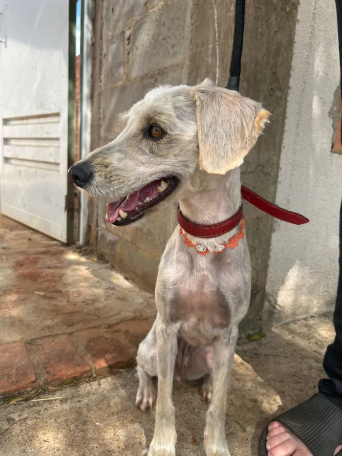 Cachorro raça SRD-ViraLata idade 4 anos nome Luna