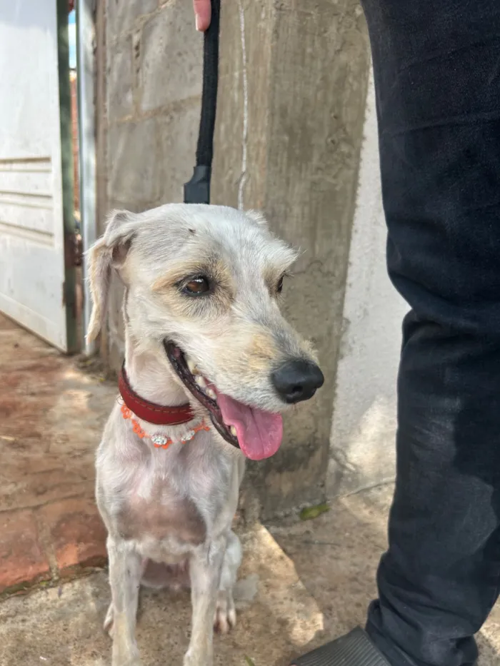 Cachorro raça SRD-ViraLata idade 4 anos nome Luna