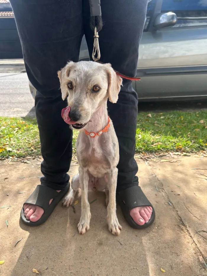 Cachorro raça SRD-ViraLata idade 4 anos nome Luna
