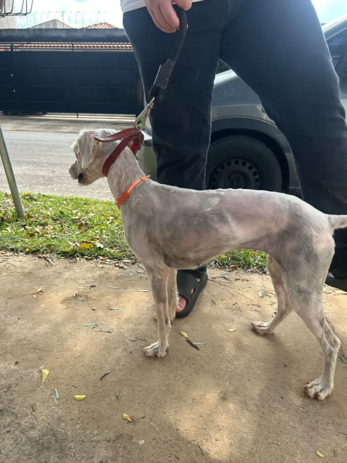 Cachorro raça SRD-ViraLata idade 4 anos nome Luna