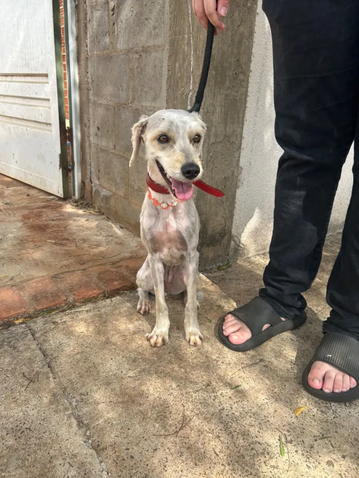 Cachorro raça SRD-ViraLata idade 4 anos nome Luna