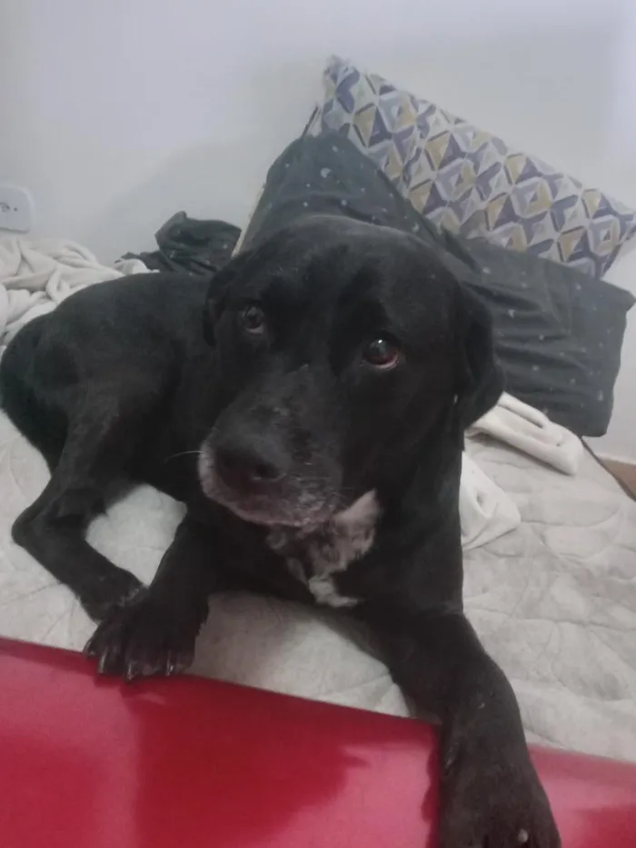 Cachorro raça Labrador idade 3 anos nome de luca