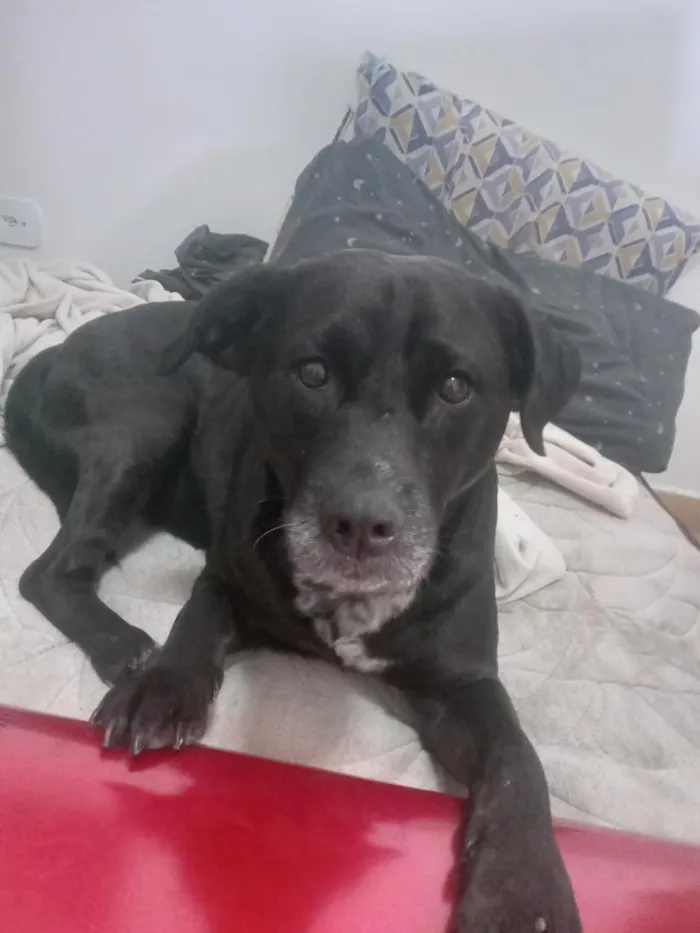 Cachorro raça Labrador idade 3 anos nome de luca
