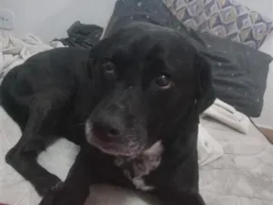Cachorro raça Labrador idade 3 anos nome de luca