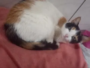 Gato raça SRD-ViraLata idade 1 ano nome Nina