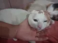 Bela