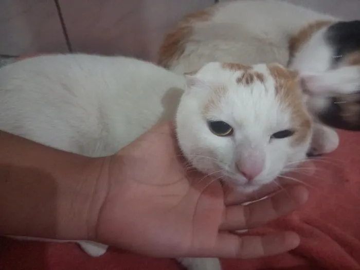 Gato raça SRD-ViraLata idade 1 ano nome Bela