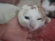 Bela