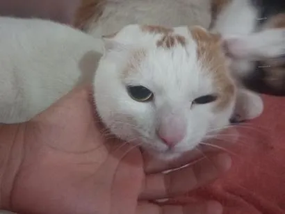 Gato raça SRD-ViraLata idade 1 ano nome Bela