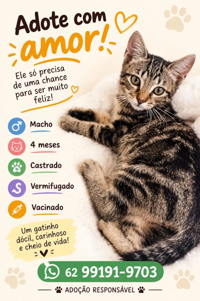 Gato raça SRD-ViraLata idade 2 a 6 meses nome Nino