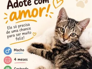 Gato raça SRD-ViraLata idade 2 a 6 meses nome Nino