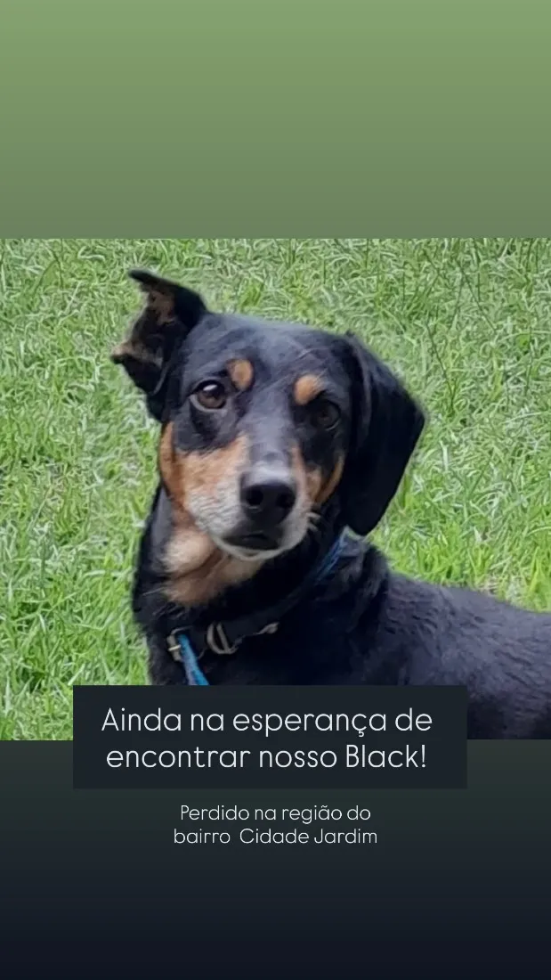 Cachorro raça SRD-ViraLata idade 6 ou mais anos nome Black