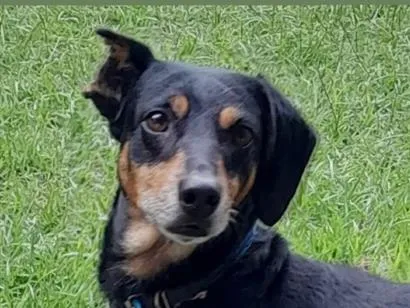 Cachorro raça SRD-ViraLata idade 6 ou mais anos nome Black