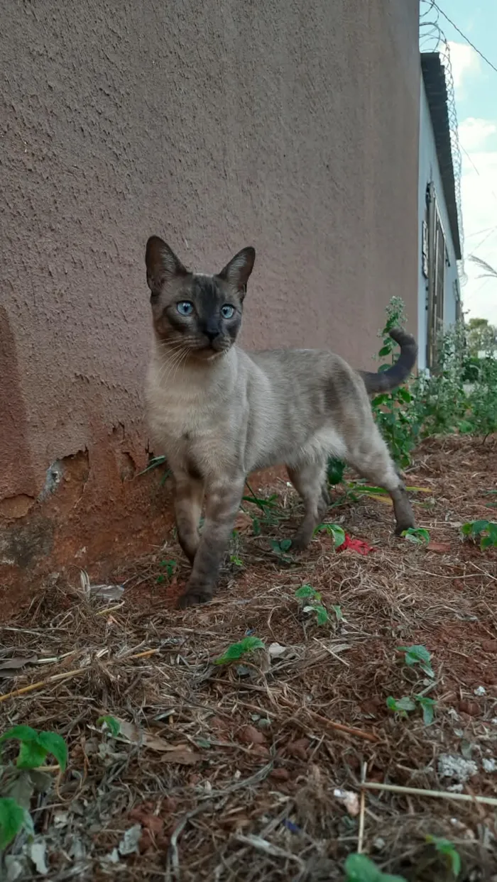 Gato raça Siamês idade 2 anos nome Zeca