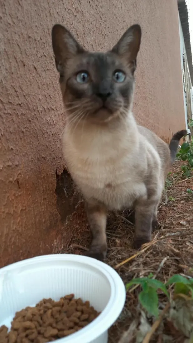 Gato raça Siamês idade 2 anos nome Zeca