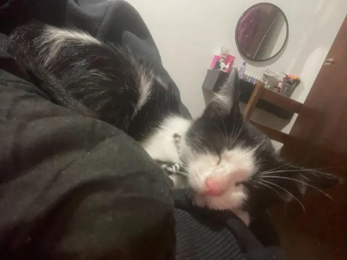 Gato raça SRD-ViraLata idade 2 a 6 meses nome Ryuk