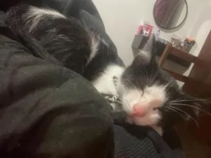 Gato raça SRD-ViraLata idade 2 a 6 meses nome Ryuk
