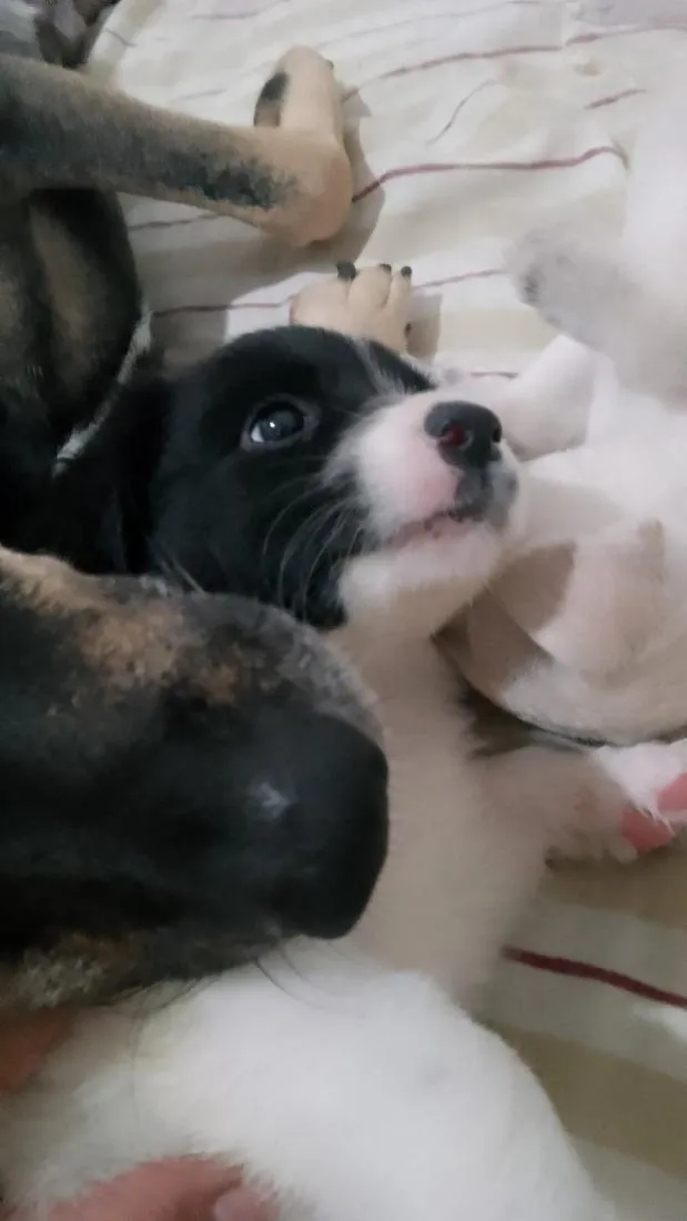 Cachorro raça SRD-ViraLata idade 2 a 6 meses nome Betovem