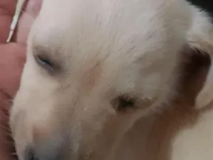 Cachorro raça SRD-ViraLata idade 2 a 6 meses nome Betovem