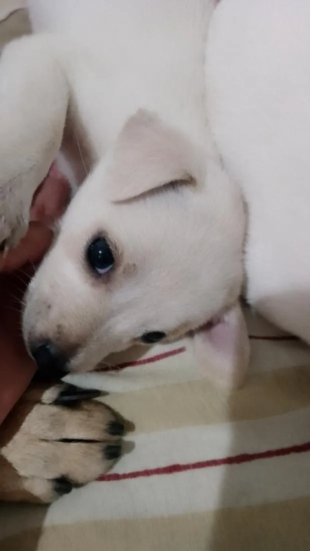 Cachorro raça SRD-ViraLata idade 2 a 6 meses nome Pérola