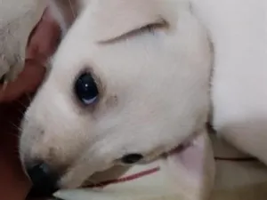 Cachorro raça SRD-ViraLata idade 2 a 6 meses nome Pérola