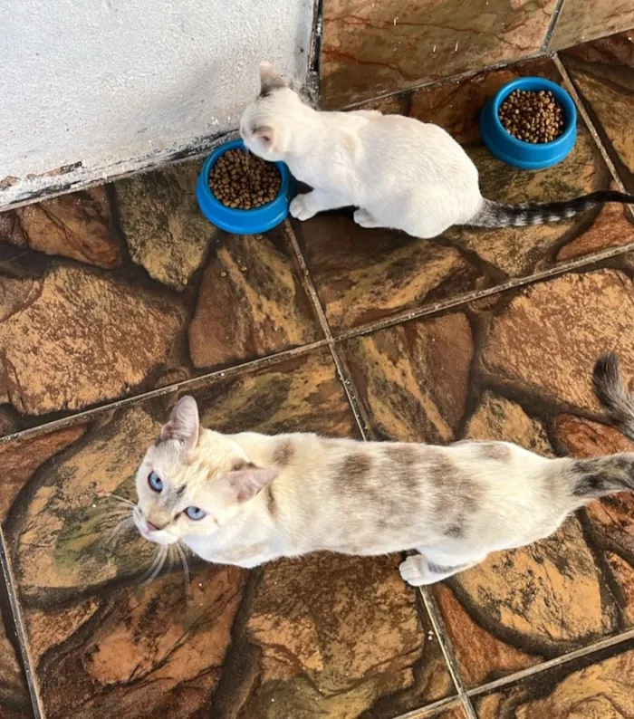 Gato raça SRD-ViraLata idade 1 ano nome Polar