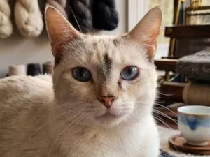 Gato raça SRD-ViraLata idade 1 ano nome Polar