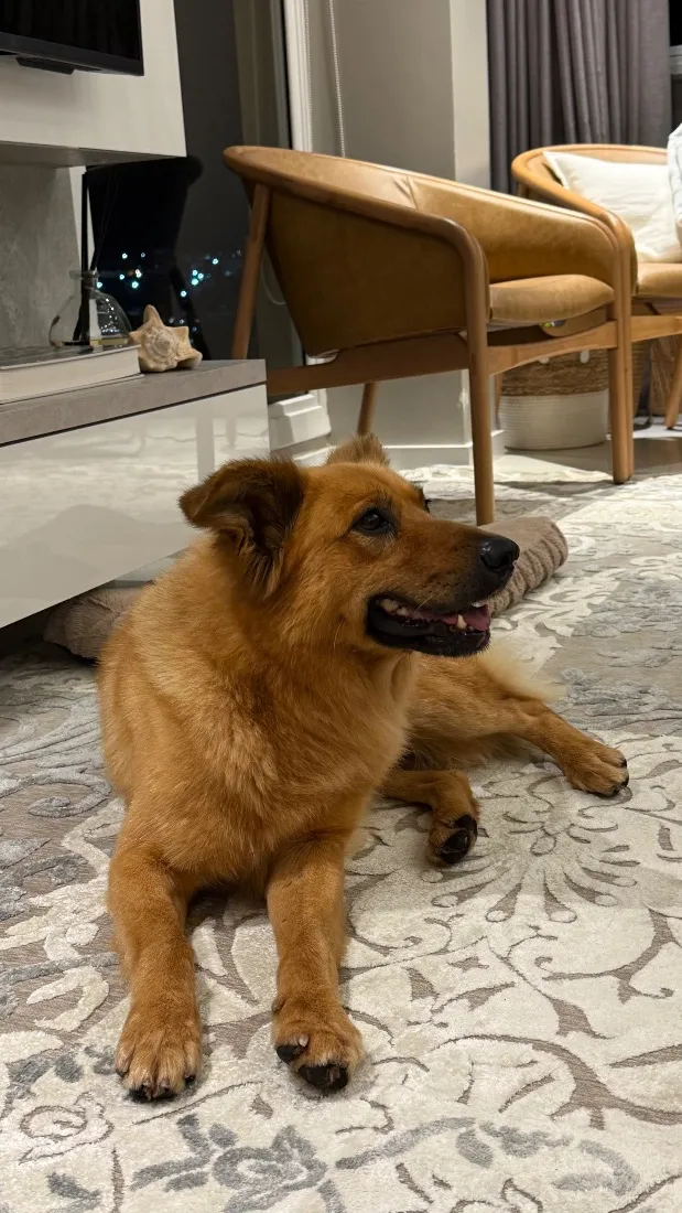 Cachorro raça SRD-ViraLata idade 6 ou mais anos nome Caramelo