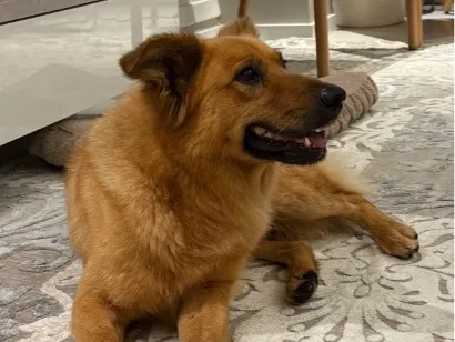 Cachorro raça SRD-ViraLata idade 6 ou mais anos nome Caramelo