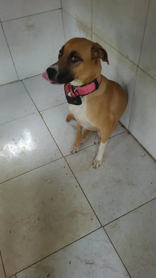 Cachorro raça SRD-ViraLata idade 7 a 11 meses nome Pandora