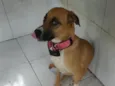 Pandora