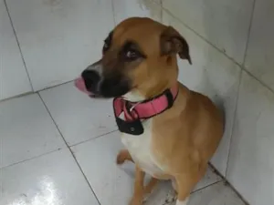 Cachorro raça SRD-ViraLata idade 7 a 11 meses nome Pandora