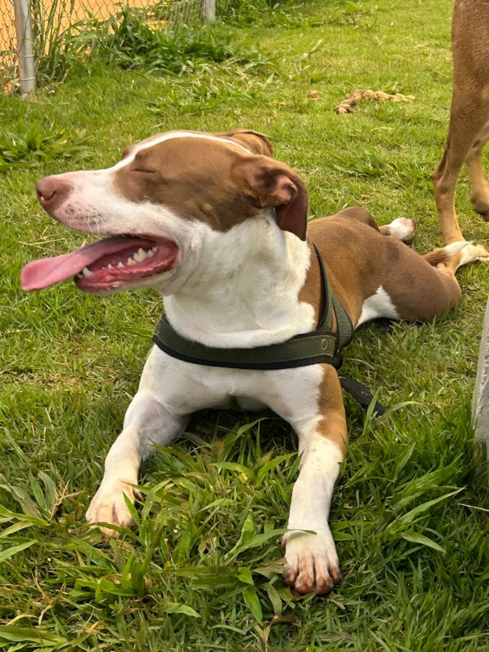Cachorro raça Pit-Bull idade 1 ano nome Looky