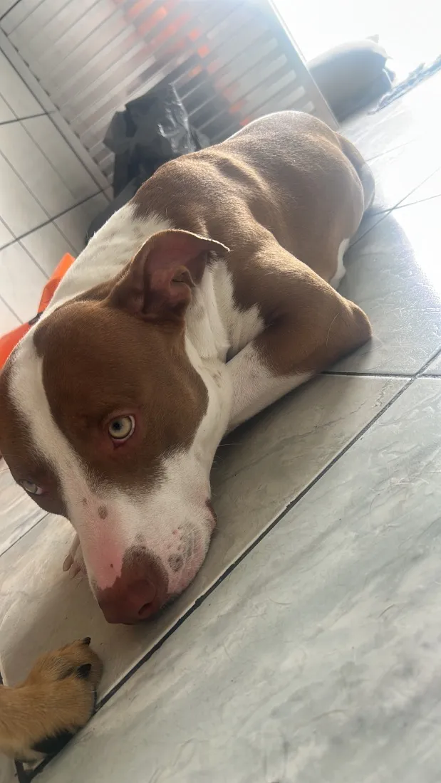 Cachorro raça Pit-Bull idade 1 ano nome Looky