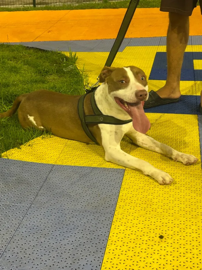 Cachorro raça Pit-Bull idade 1 ano nome Looky
